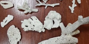 Изъятые таможней кораллы и раковина тридакны, которые туристы пытались провезти из Вьетнама в Барнаул