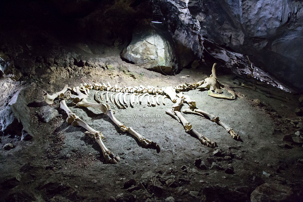Пещера Эмине-Баир-Хосар. Скелет бизона европейского