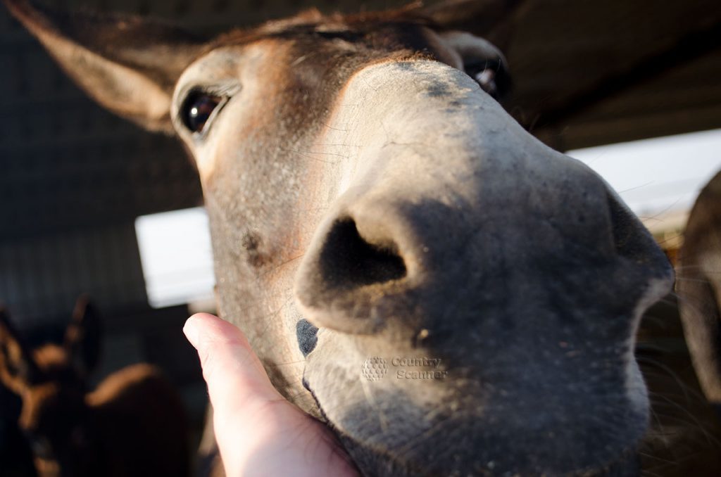 cyprus_donkey_farm_6-1024x678.jpg