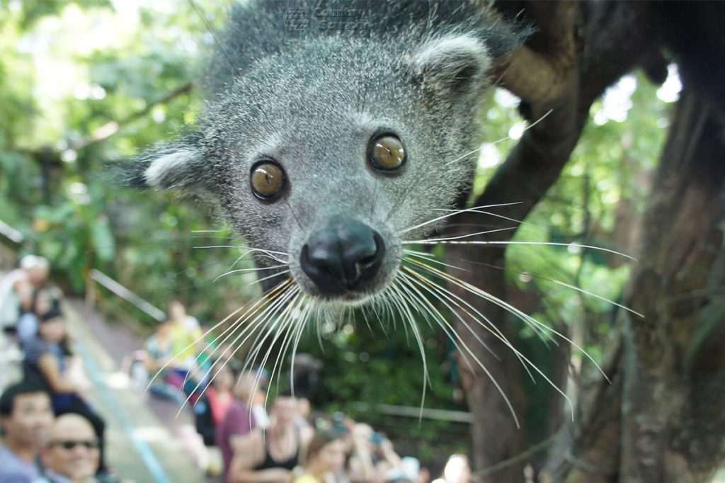 kao-keo-zoo-countryscanner-1-1024x682.jpg