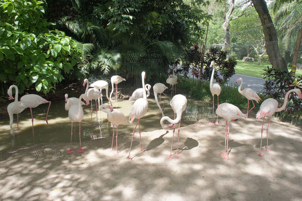 kao-keo-zoo-countryscanner-2-1024x682.jpg