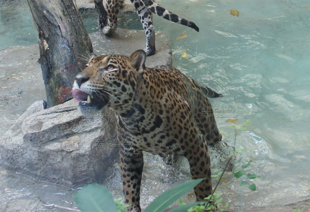 kao-keo-zoo-countryscanner-23-1024x701.jpg