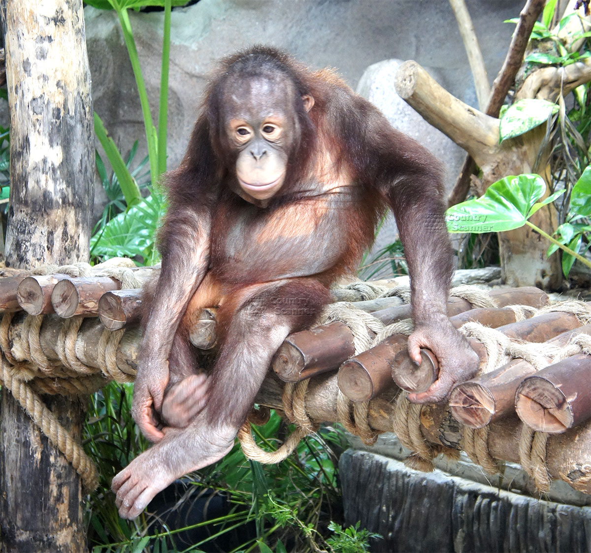 kao-keo-zoo-countryscanner-3