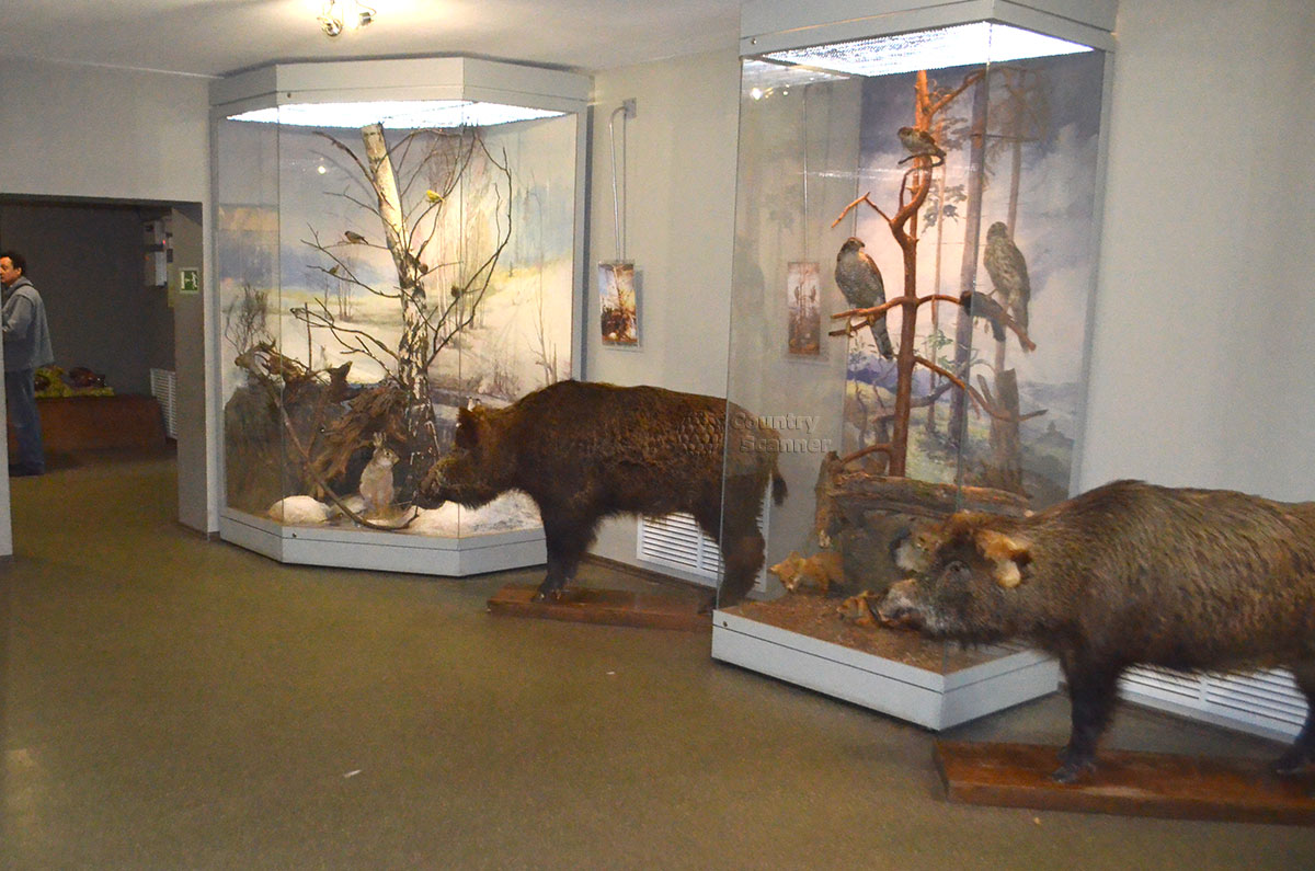 "Хозяева" здешних мест - зубры в Музее природы.