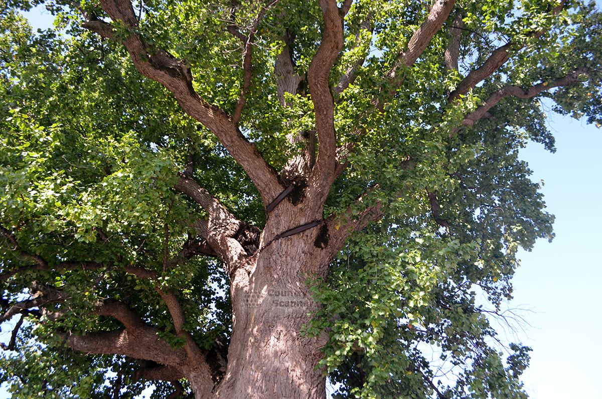 Древнейшее тюльпановое дерево в Сочи после удара молнии подвязано специальными креплениями.