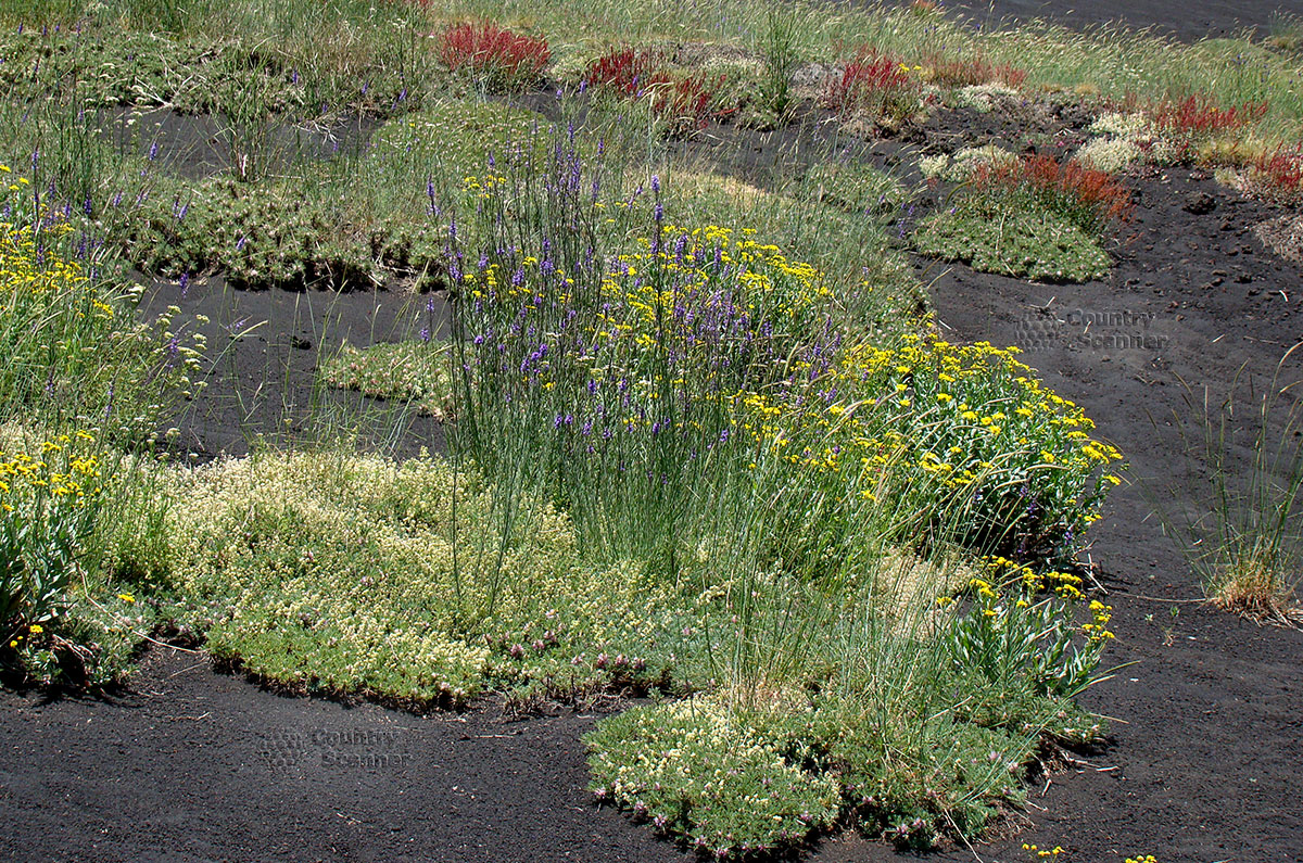 Цветущие растения на склонах вулкана Этна
